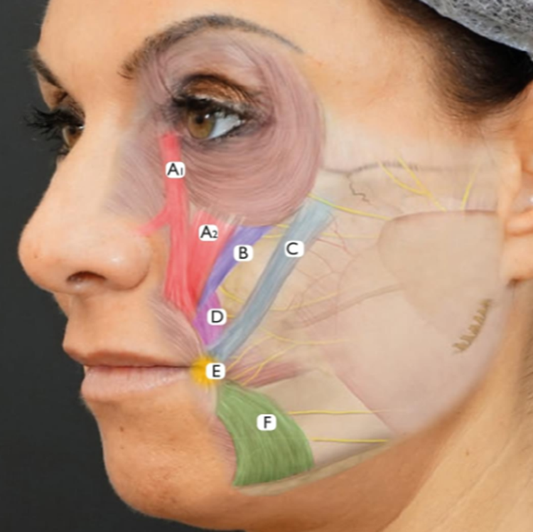 musculos-faciales