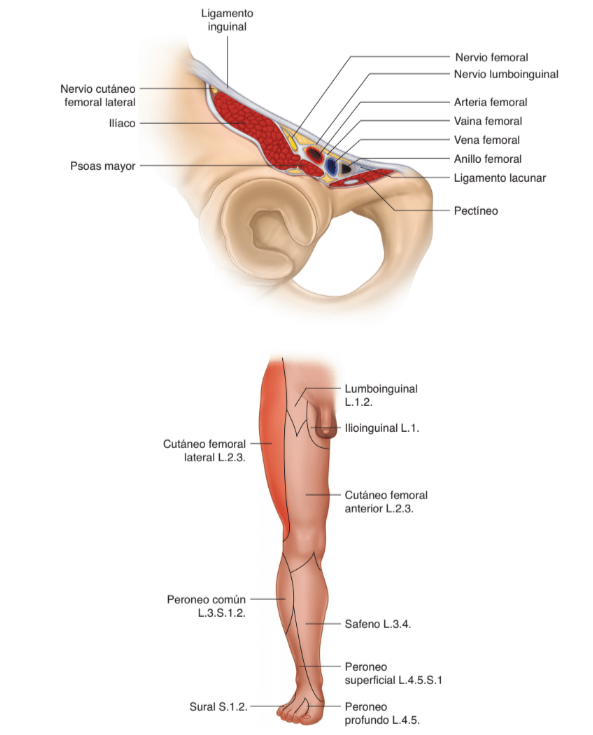 region-femoral