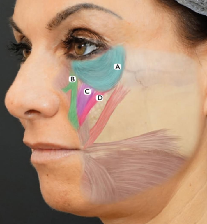 musculos-faciales
